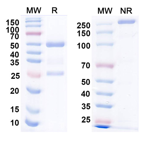 Anti-NPY Antibody (L115/123) Anti-NPY Antibody (L115/123)