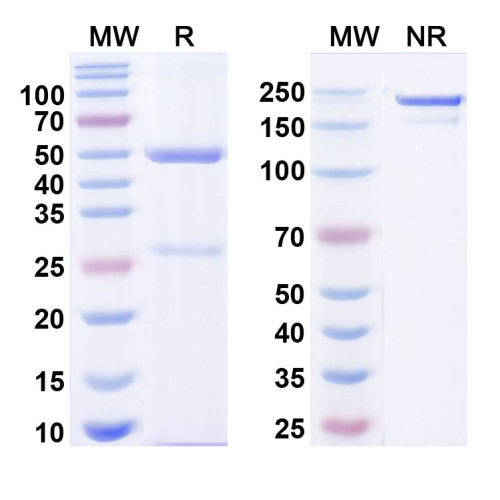 Anti-Nav1.3 Na+ channel Antibody (N45B/45) Anti-Nav1.3 Na+ channel Antibody (N45B/45)