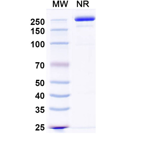 Anti-Nav1.6 Na+ channel Antibody (K87A/10) Anti-Nav1.6 Na+ channel Antibody (K87A/10)