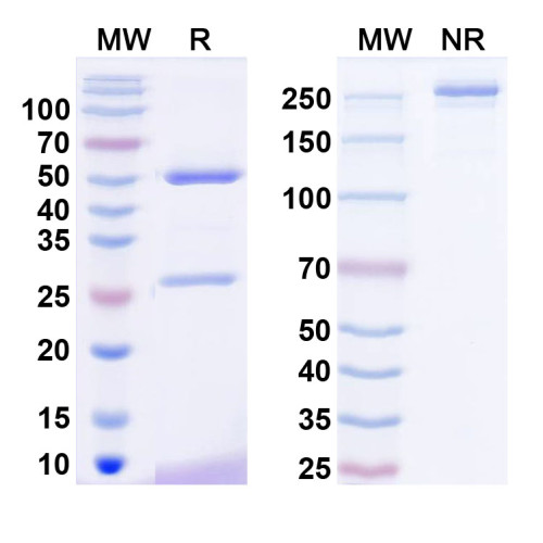 Anti-Neuroligin-3 Antibody (N110/5)