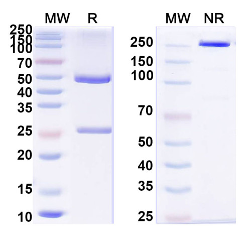 Anti-Nicotine Antibody (Nic12) Anti-Nicotine Antibody (Nic12)