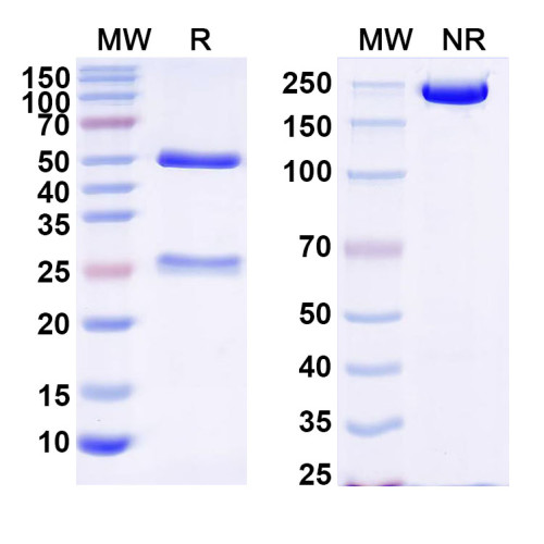 Anti-Optineurin Antibody (6A7.1)