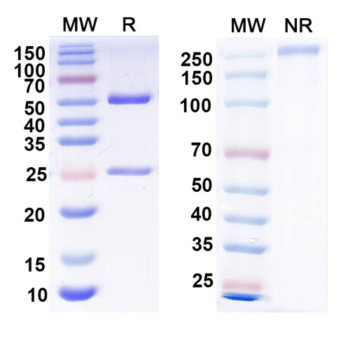 Anti-P2X purinoceptor 3 Antibody (N362/33) Anti-P2X purinoceptor 3 Antibody (N362/33)