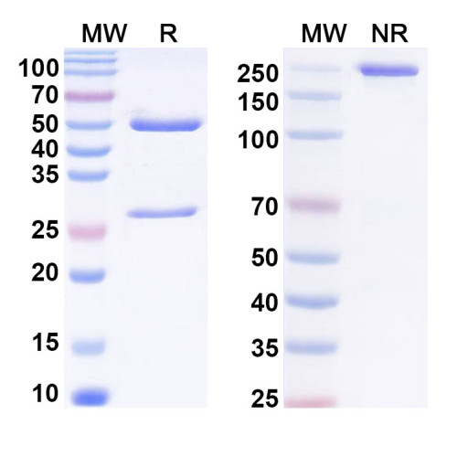 Anti-PEG Antibody (6.3) Anti-PEG Antibody (6.3)