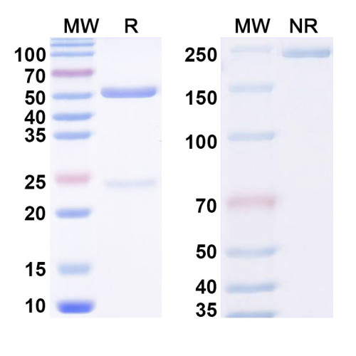 Anti-PEG Antibody (E11.2#)