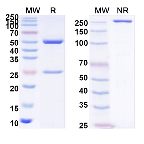 Anti-PHLPIV/phlp4 Antibody (SAA0741) Anti-PHLPIV/phlp4 Antibody (SAA0741)