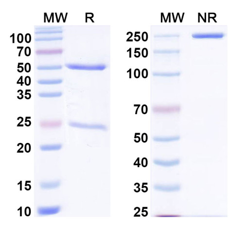 Anti-PHLPI/Allergen Phl p I Antibody (SAA0676) Anti-PHLPI/Allergen Phl p I Antibody (SAA0676)