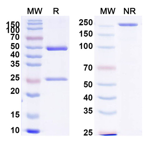 Anti-PHLPV/Allergen Phl p V Antibody (SAA0719) Anti-PHLPV/Allergen Phl p V Antibody (SAA0719)