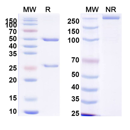 Anti-PHLPVa/Allergen Phl p Va Antibody (SAA0707) Anti-PHLPVa/Allergen Phl p Va Antibody (SAA0707)