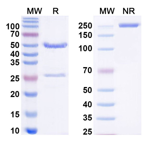 Anti-Pan-pY/pTyr/Phosphotyrosine Antibody (4G10) Anti-Pan-pY/pTyr/Phosphotyrosine Antibody (4G10)