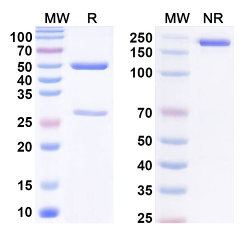 Anti-Phospho-HTRA2 (pS212) Antibody (P6.C12) Anti-Phospho-HTRA2 (pS212) Antibody (P6.C12)