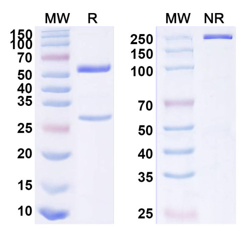 Anti-Phospho-Smad2 (pT8) Antibody (P4.B9)