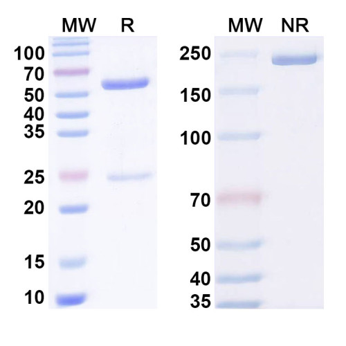 Anti-Phospho-Smad2 (pT8) Antibody (SAA0289) Anti-Phospho-Smad2 (pT8) Antibody (SAA0289)