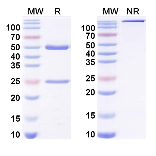 Anti-Phospho-γ-H2AX (pS139) Antibody (A4) Anti-Phospho-γ-H2AX (pS139) Antibody (A4)