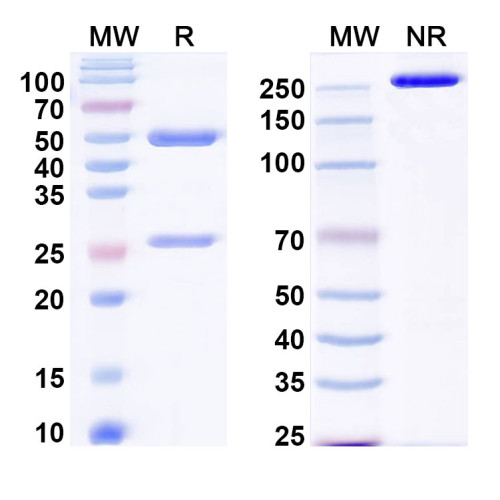 Anti-Plasmodium falciparum MSA2/MSP2 Antibody (4D11) Anti-Plasmodium falciparum MSA2/MSP2 Antibody (4D11)