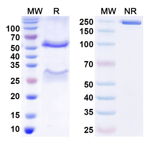 Anti-Prrt2 Antibody (N485/22)