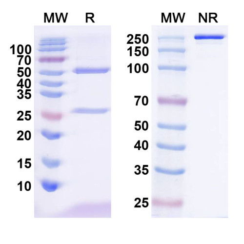 Anti-QKI-5 Antibody (N195A/22) Anti-QKI-5 Antibody (N195A/22)