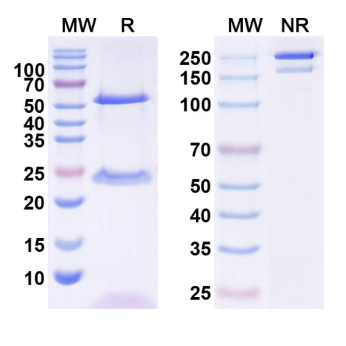 Anti-QKI-7b Antibody (N194/11) Anti-QKI-7b Antibody (N194/11)