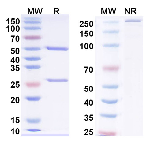 Anti-RABV G/Glycoprotein Antibody (50AD1)