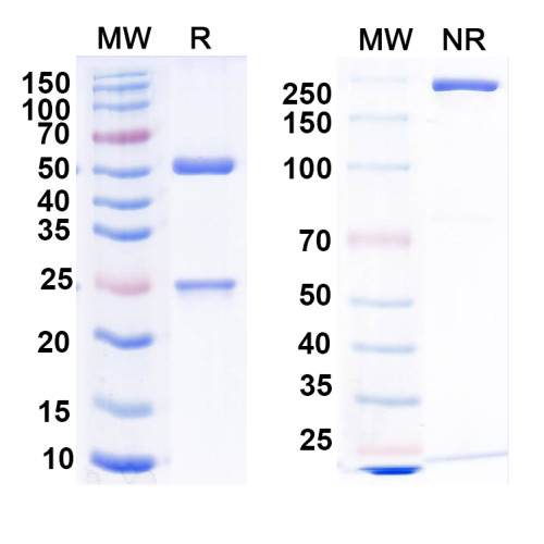 Anti-RABV G/Glycoprotein Antibody (GD2D12) Anti-RABV G/Glycoprotein Antibody (GD2D12)