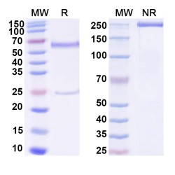 Anti-RNA Antibody (D44)