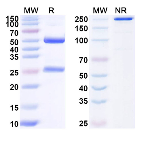 Anti-RSV F/Fusion glycoprotein F0 Antibody (4D7) Anti-RSV F/Fusion glycoprotein F0 Antibody (4D7)