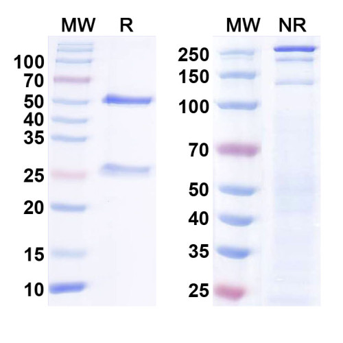 Anti-SAP102 Antibody (N19/2)
