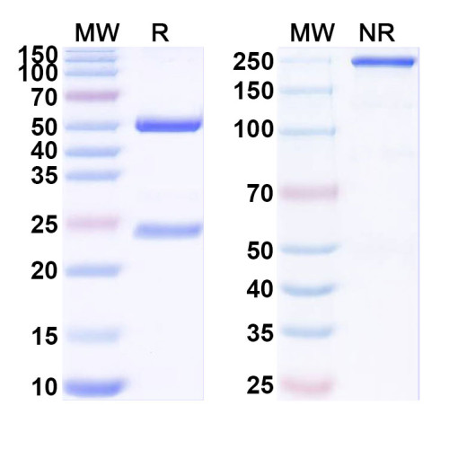 Anti-SAPAP1 Antibody (N238/30) Anti-SAPAP1 Antibody (N238/30)
