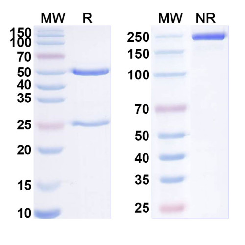 Anti-SARS-CoV-2 NTD antibody (1H12)