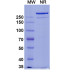 Anti-SARS-CoV-2 NTD antibody (4A8)