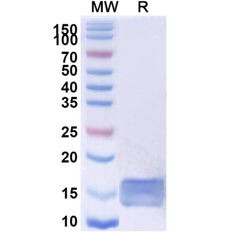 Anti-SARS-CoV-2 S Protein Nanobody (SAA0964)