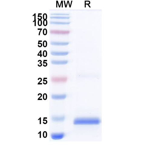 Anti-SARS-CoV-2 S Protein Nanobody (SAA1064)