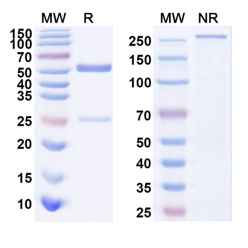 Anti-SARS-CoV-2 S Protein antibody (1C2) Anti-SARS-CoV-2 S Protein antibody (1C2)