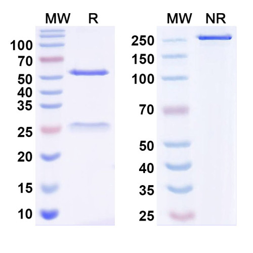 Anti-SMN2 Antibody (N179/14) Anti-SMN2 Antibody (N179/14)