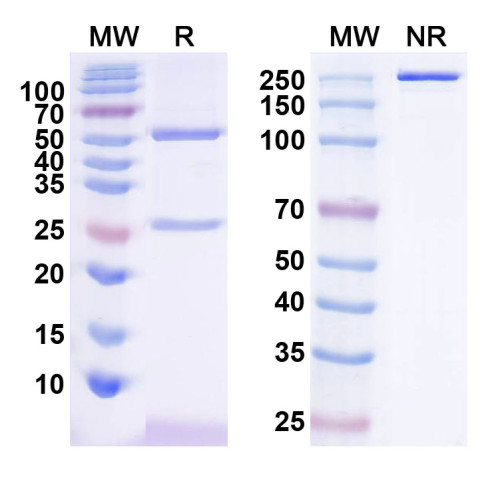 Anti-SNAT2 Antibody (N108/35) Anti-SNAT2 Antibody (N108/35)