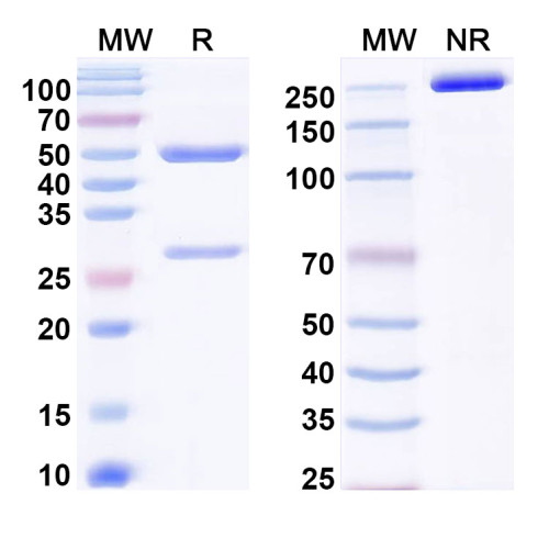 Anti-SSEA-3/GalGb4 Antibody (5A3) Anti-SSEA-3/GalGb4 Antibody (5A3)