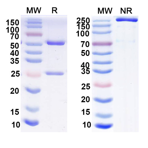 Anti-SST Antibody (L111/140) Anti-SST Antibody (L111/140)