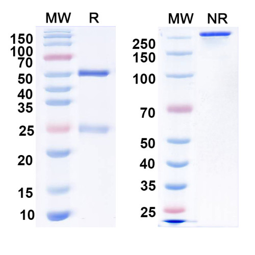 Anti-SUR2B Antibody (N323A/52)