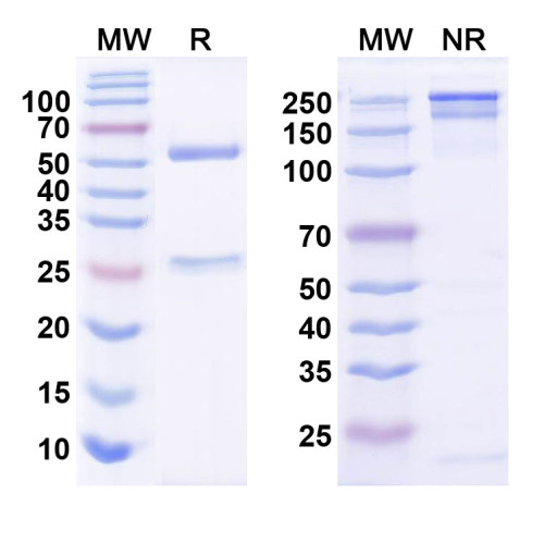Anti-Shank3 Antibody (N367/62)