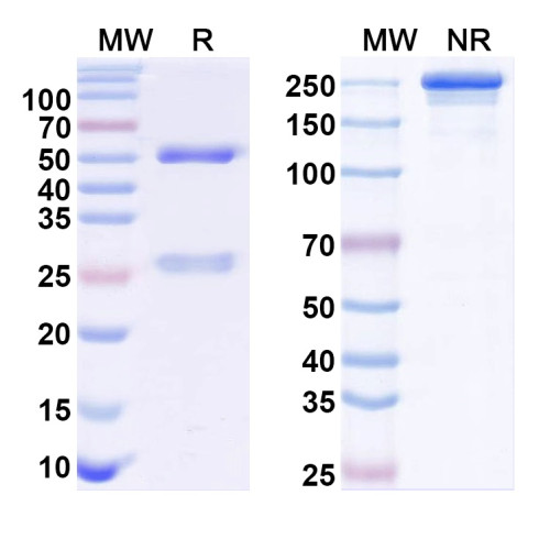 Anti-Staphylococcus aureus Alpha-toxin/hly Antibody (SAA0344) Anti-Staphylococcus aureus Alpha-toxin/hly Antibody (SAA0344)