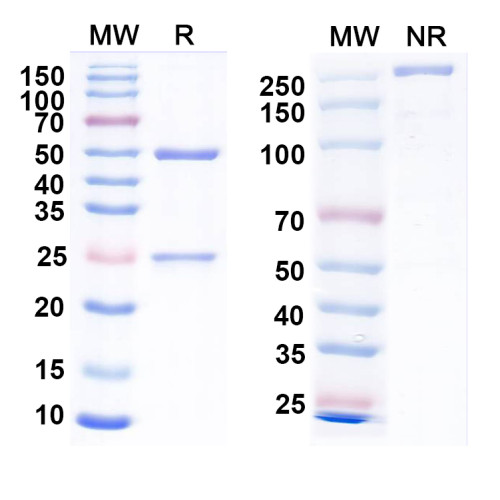 Anti-Synapsin-3 Antibody (L125/121) Anti-Synapsin-3 Antibody (L125/121)