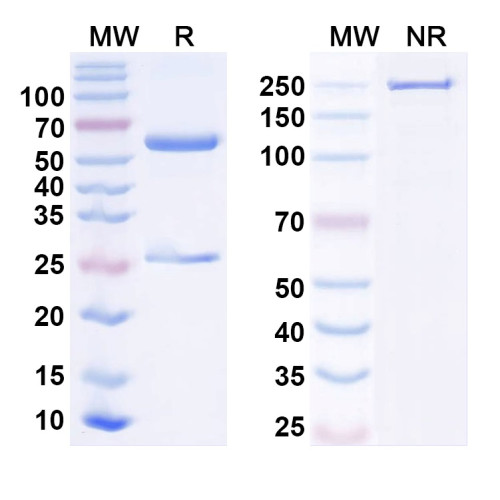 Anti-Synaptotagmin-6 Antibody (N270/46)
