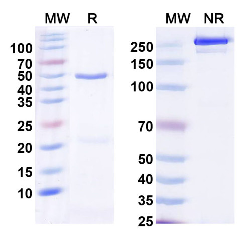 Anti-TASK3 K+ channel Antibody (N44A/71) Anti-TASK3 K+ channel Antibody (N44A/71)
