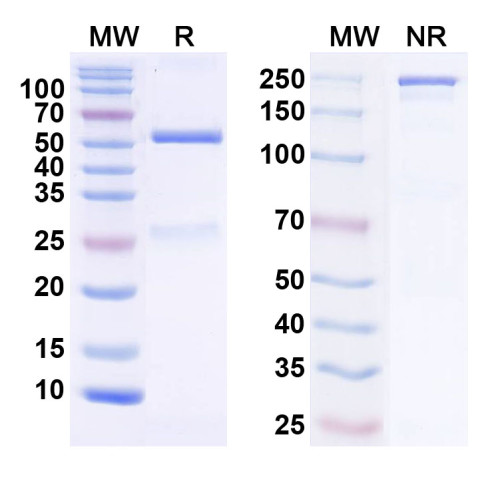 Anti-THIK-2 K+ channel Antibody (N468/39) Anti-THIK-2 K+ channel Antibody (N468/39)