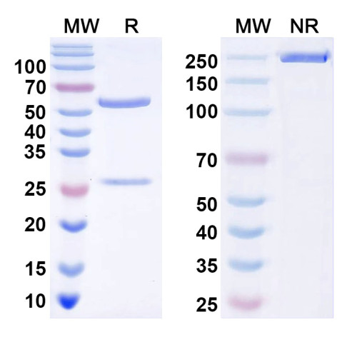 Anti-TRESK K+ channel Antibody (N467/79)