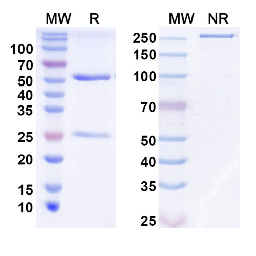 Anti-TRIP8b Antibody (N212/17)