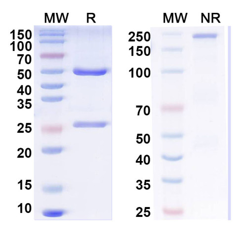 Anti-Tau Antibody (N334/57) Anti-Tau Antibody (N334/57)