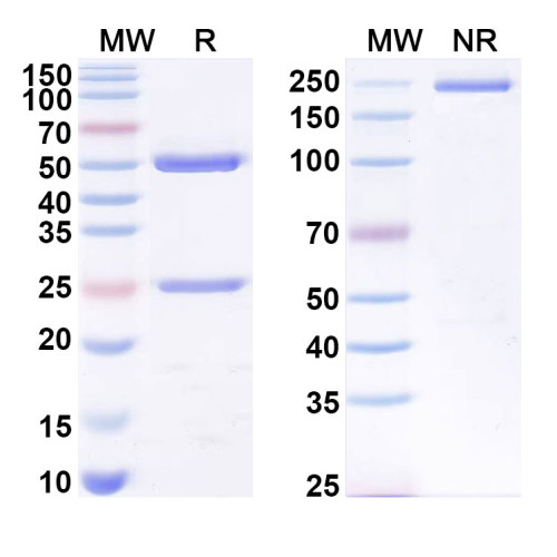 Anti-Testosterone Antibody (5F2) Anti-Testosterone Antibody (5F2)