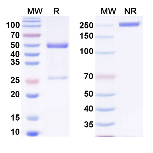 Anti-U1RNA Antibody (R2) Anti-U1RNA Antibody (R2)