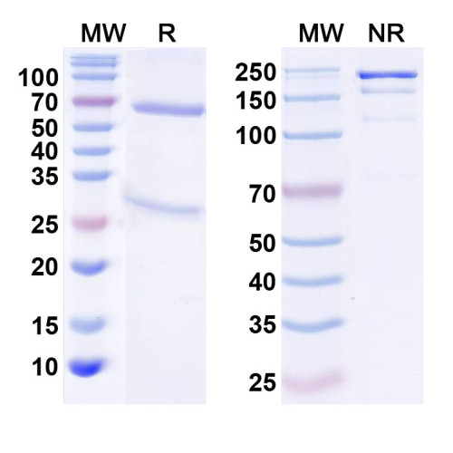 Anti-VGAT Antibody (L118/66) Anti-VGAT Antibody (L118/66)